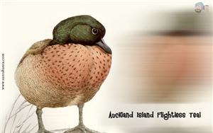 Aukland Island Flightless Teal